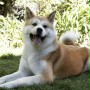 M&oacute;j przyjaciel Hachiko - galeria zdjęć