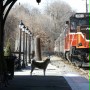 M&oacute;j przyjaciel Hachiko - galeria zdjęć