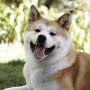 Hachi: A Dog's Tale - galeria zdjęć - filmweb