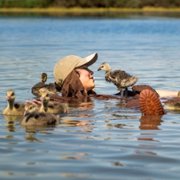 Donne-moi des ailes - galeria zdjęć - filmweb