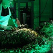 Potwór z bagien - galeria zdjęć - filmweb