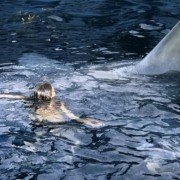 Jaws 2 - galeria zdjęć - filmweb