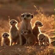 The Meerkats - galeria zdjęć - filmweb