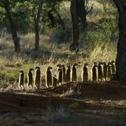 The Meerkats - galeria zdjęć - filmweb