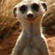 The Meerkats - galeria zdjęć - filmweb