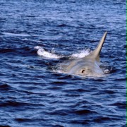 Jaws: The Revenge - galeria zdjęć - filmweb