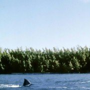 Jaws: The Revenge - galeria zdjęć - filmweb