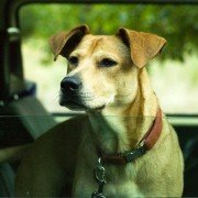 Wendy and Lucy - galeria zdjęć - filmweb