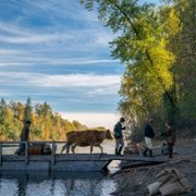 Pierwsza krowa - galeria zdjęć - filmweb