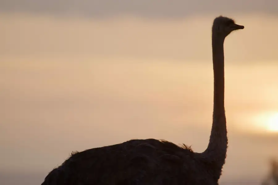 Evolution - galeria zdjęć - filmweb