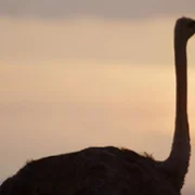 Evolution - galeria zdjęć - filmweb