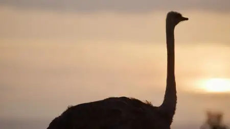 Evolution - galeria zdjęć - filmweb
