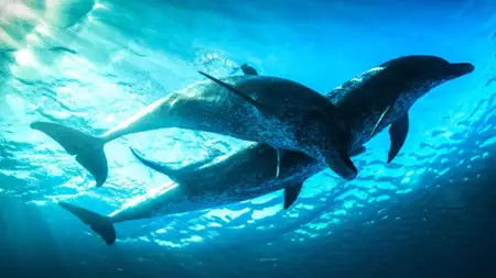 Evolution - galeria zdjęć - filmweb