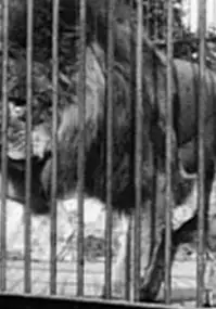 Plakat filmu Lions, Jardin zoologique, Londres