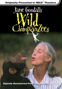 Jane Goodall, żyjące dziko szympansy