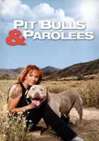 plakat programu TV Resocjalizacja z pit bullem
