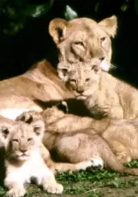Plakat filmu Maluchy z zoo
