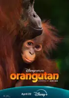 Mark Linfield / Orangutan