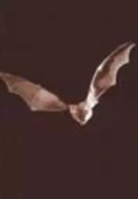 Plakat filmu Nietoperze