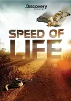 Steve Eder / Speed of Life