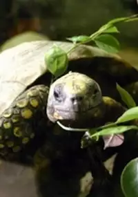 Plakat serialu Tajemnice cmentarzyska żółwi