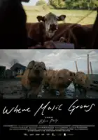 plakat filmu Tam, gdzie rośnie muzyka