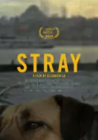Stambuł bez smyczy