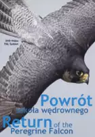 Dominik Kozioł / Powrót sokoła wędrownego