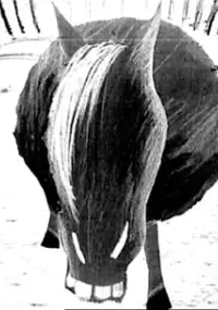 Plakat filmu Polski western