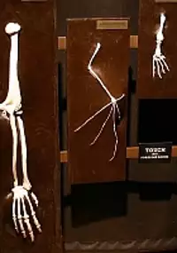 Plakat filmu Z Biblią przeciw Darwinowi
