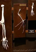 plakat filmu Z Biblią przeciw Darwinowi