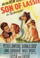 plakat filmu Syn Lassie