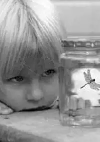Plakat filmu Dragonflies, the Baby Cries
