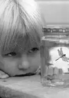Jillian Wheeler / Dragonflies, the Baby Cries