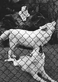 Plakat filmu Divine Beings