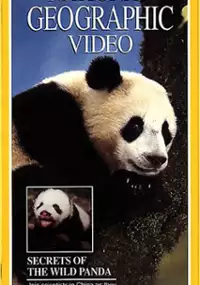 Plakat filmu Secrets of the Wild Panda