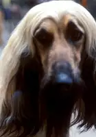 plakat filmu Pedigree Dogs Exposed