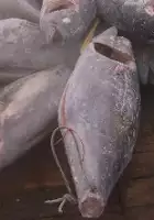 plakat filmu Globalne Sushi