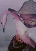 plakat filmu Pióra żurawia
