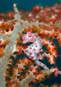 Plakat filmu Cudaki z cieśniny Lembeh