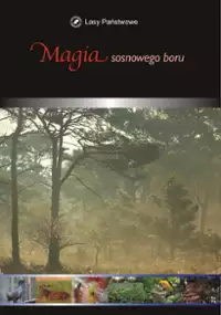 Plakat filmu Magia sosnowego boru