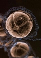 plakat filmu Ukryte życie naszych genów