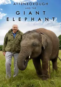Plakat filmu David Attenborough i olbrzymi słoń Jumbo