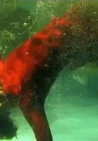 Plakat filmu Penne God - SzaZa