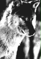 plakat filmu Wolf Pack