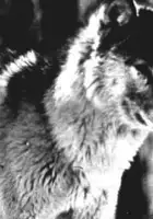Larry Crosley / Wolf Pack