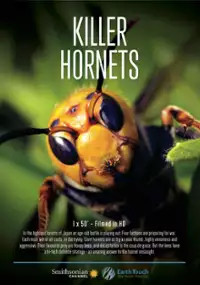 Plakat filmu Groźne żądła szerszeni