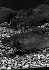 Plakat filmu Trout Stream