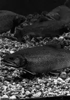 plakat filmu Trout Stream