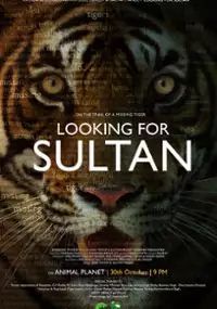 Plakat filmu Gdzie jest Sułtan?